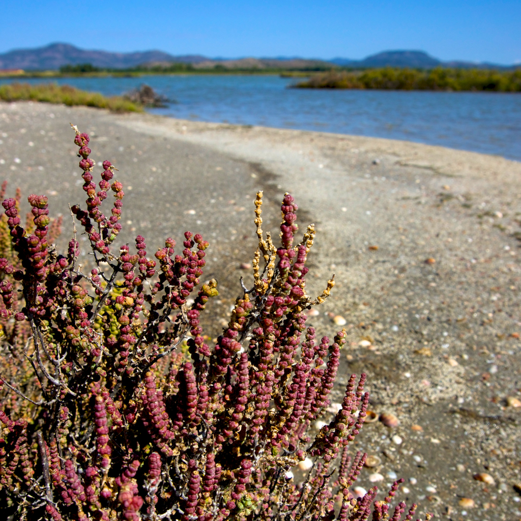 Biodiversità Area SIC a Giba