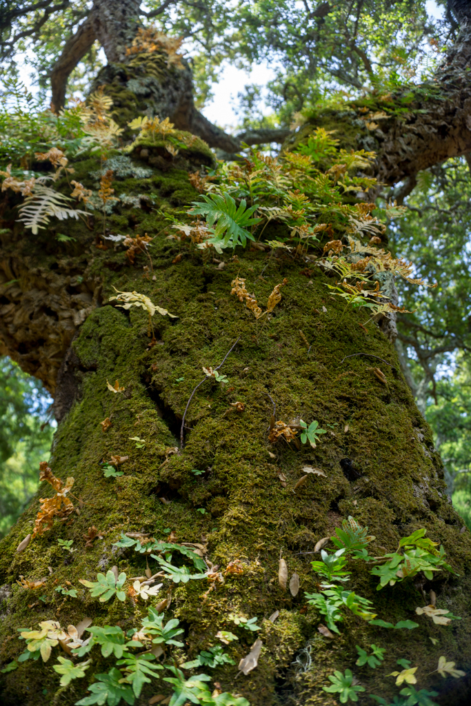 Foresta di Bellicai ad Iglesias