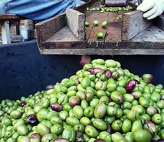Spremitura olive a freddo - Festa delle Olive a Villamassargia
