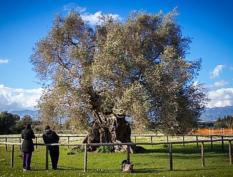 Sa Reina a S'Ortu Mannu a Villamassargia