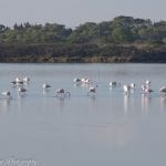 Sulcis da Scoprire - escursioni birdwatching