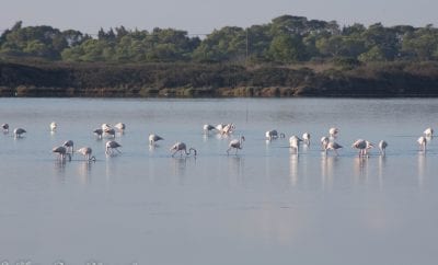Sulcis to discover – BirdTrek