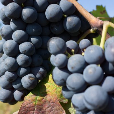 Vigneti di Carignano a Masainas