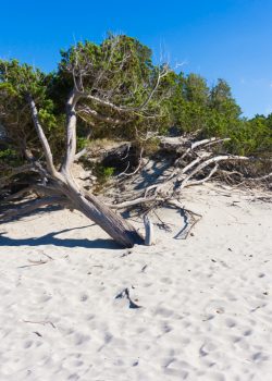 Ginepro in spiaggia a Porto Pineto